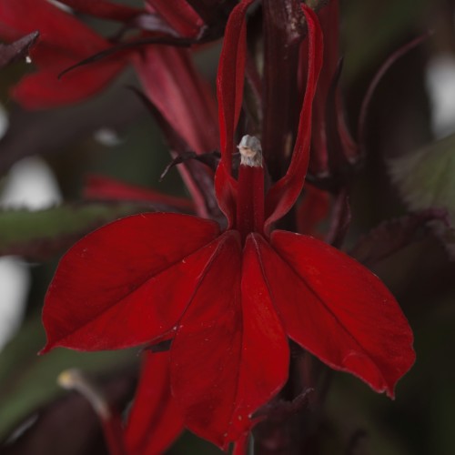 Lobelia speciosa 'Fanship Scarlet Bronze' - Lobeelia eriline 'Fanship Scarlet Bronze'